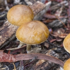 zz agaric (stem; gills not white/cream) at Hawker, ACT - 25 Mar 2017