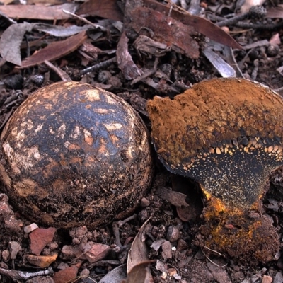 Pisolithus marmoratus (Horse Dung Fungus) at Bruce Ridge to Gossan Hill - 16 Jul 2017 by Heino