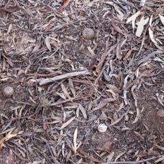 Pisolithus marmoratus at Bruce, ACT - 16 Jul 2017 02:18 PM