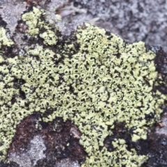 Rhizocarpon geographicum (Yellow Map Lichen) at Hawker, ACT - 25 Mar 2017 by Alison Milton
