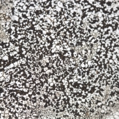 Lichen - crustose at Hawker, ACT - 25 Mar 2017 by Alison Milton