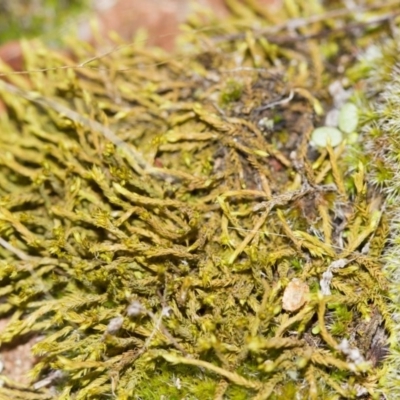 Triquetrella (A trailing moss) at Hawker, ACT - 25 Mar 2017 by Alison Milton