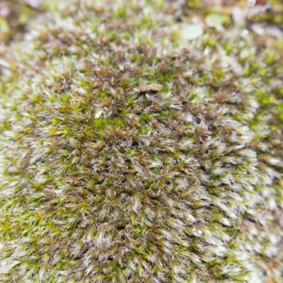 Grimmia sp. (A moss) at The Pinnacle - 25 Mar 2017 by Alison Milton