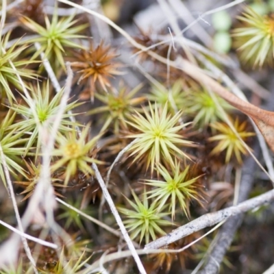 Polytrichaceae sp. (family) (A moss) at Hawker, ACT - 25 Mar 2017 by AlisonMilton