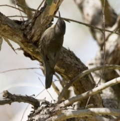 Cormobates leucophaea (White-throated Treecreeper) at Hawker, ACT - 16 Apr 2017 by AlisonMilton