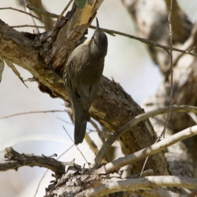 Cormobates leucophaea (White-throated Treecreeper) at Hawker, ACT - 16 Apr 2017 by Alison Milton