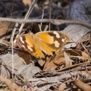 Heteronympha merope at Hawker, ACT - 16 Apr 2017 11:28 AM