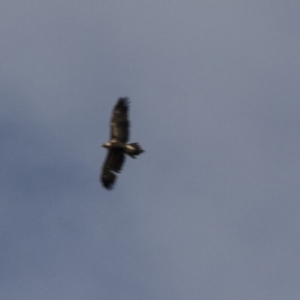 Aquila audax at Hawker, ACT - 16 Apr 2017 12:44 PM