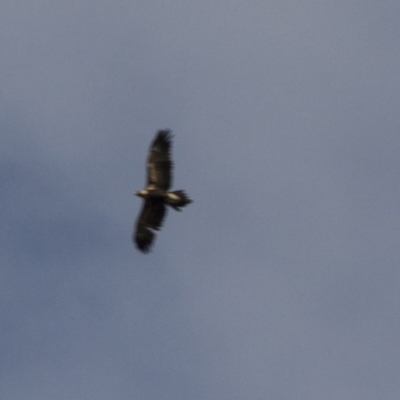 Aquila audax (Wedge-tailed Eagle) at Hawker, ACT - 16 Apr 2017 by Alison Milton