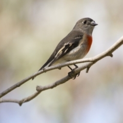 Petroica boodang (Scarlet Robin) at Hawker, ACT - 16 Apr 2017 by Alison Milton