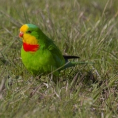 Polytelis swainsonii (Superb Parrot) at Hawker, ACT - 25 Sep 2016 by AlisonMilton