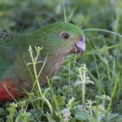 Alisterus scapularis (Australian King-Parrot) at Hawker, ACT - 25 Sep 2016 by AlisonMilton