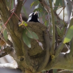 Grallina cyanoleuca (Magpie-lark) at Hawker, ACT - 25 Sep 2016 by AlisonMilton