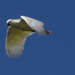 Cacatua galerita (Sulphur-crested Cockatoo) at Hawker, ACT - 24 Sep 2016 by Alison Milton