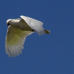 Cacatua galerita at Hawker, ACT - 25 Sep 2016