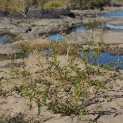 Persicaria lapathifolia (Pale Knotweed) at Paddys River, ACT - 7 Mar 2017 by michaelb