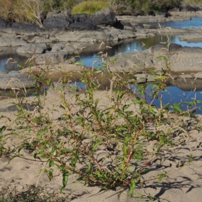 Persicaria lapathifolia (Pale Knotweed) at Paddys River, ACT - 7 Mar 2017 by michaelb