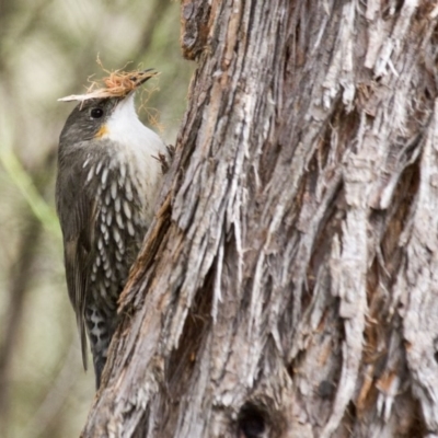 Cormobates leucophaea (White-throated Treecreeper) at Dunlop, ACT - 25 Sep 2016 by AlisonMilton