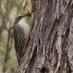 Cormobates leucophaea at Dunlop, ACT - 25 Sep 2016