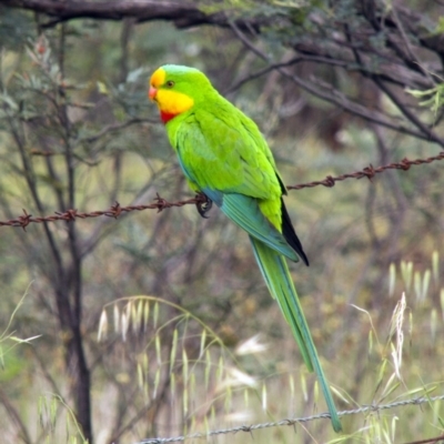 Polytelis swainsonii (Superb Parrot) at Weetangera, ACT - 18 Oct 2015 by AlisonMilton