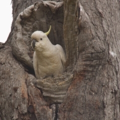 Cacatua galerita (Sulphur-crested Cockatoo) at Dunlop, ACT - 17 Oct 2015 by AlisonMilton