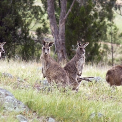 Macropus giganteus (Eastern Grey Kangaroo) at Dunlop, ACT - 18 Oct 2015 by AlisonMilton