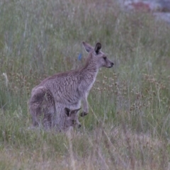 Macropus giganteus at Dunlop, ACT - 18 Oct 2015