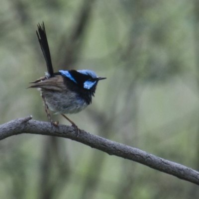 Malurus cyaneus (Superb Fairywren) at Dunlop, ACT - 18 Oct 2015 by AlisonMilton