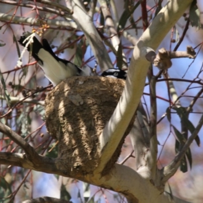 Grallina cyanoleuca (Magpie-lark) at Hawker, ACT - 13 Sep 2015 by AlisonMilton