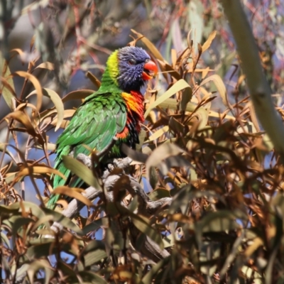 Trichoglossus moluccanus (Rainbow Lorikeet) at Hawker, ACT - 13 Sep 2015 by Alison Milton