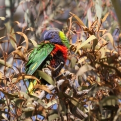 Trichoglossus moluccanus at Hawker, ACT - 13 Sep 2015 10:22 AM