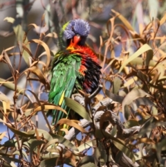 Trichoglossus moluccanus at Hawker, ACT - 13 Sep 2015 10:22 AM