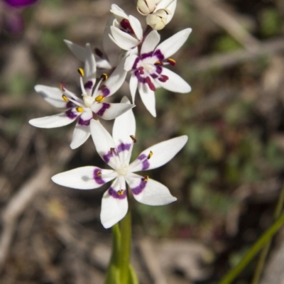 Wurmbea dioica subsp. dioica (Early Nancy) at Hawker, ACT - 13 Sep 2015 by AlisonMilton