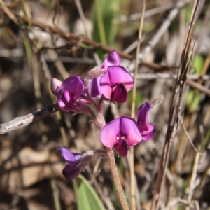 Swainsona sericea at Hawker, ACT - 13 Sep 2015