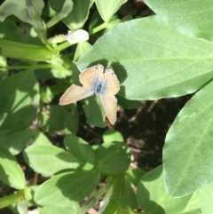 Lampides boeticus (Long-tailed Pea-blue) at O'Connor, ACT - 10 Oct 2015 by ibaird