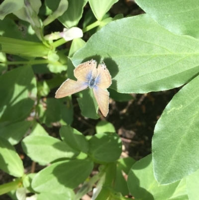 Lampides boeticus (Long-tailed Pea-blue) at O'Connor, ACT - 10 Oct 2015 by ibaird