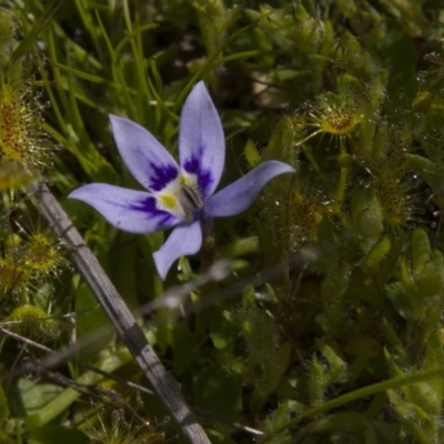 Isotoma fluviatilis subsp. australis (Swamp Isotome) at Dunlop, ACT - 16 Oct 2016 by AlisonMilton