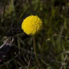 Craspedia variabilis (Common Billy Buttons) at Dunlop, ACT - 15 Oct 2016 by AlisonMilton