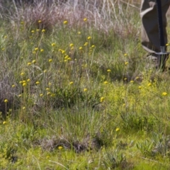 Craspedia variabilis at Dunlop, ACT - 16 Oct 2016