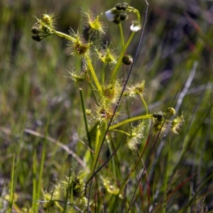 Drosera gunniana at Dunlop, ACT - 16 Oct 2016