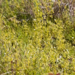 Drosera gunniana at Dunlop, ACT - 16 Oct 2016