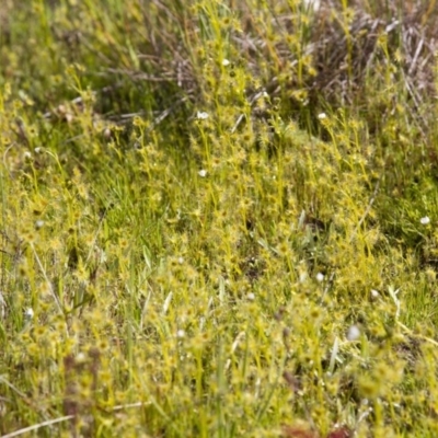 Drosera gunniana (Pale Sundew) at Dunlop, ACT - 16 Oct 2016 by AlisonMilton