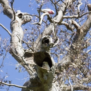 Cacatua galerita at Dunlop, ACT - 16 Oct 2016 08:57 AM