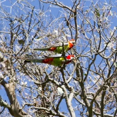 Platycercus eximius (Eastern Rosella) at Dunlop, ACT - 15 Oct 2016 by Alison Milton