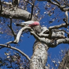 Eolophus roseicapilla (Galah) at Dunlop, ACT - 16 Oct 2016 by AlisonMilton