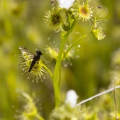 Drosera sp. (A Sundew) at Dunlop, ACT - 16 Oct 2016 by AlisonMilton