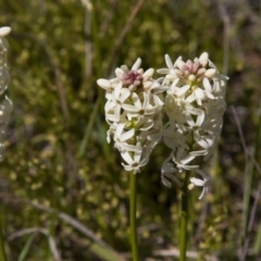 Stackhousia monogyna (Creamy Candles) at Dunlop, ACT - 16 Oct 2016 by AlisonMilton