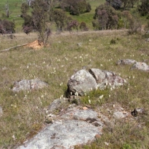 Stackhousia monogyna at Dunlop, ACT - 16 Oct 2016