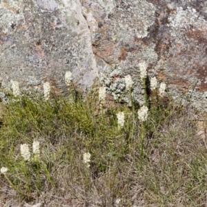 Stackhousia monogyna at Dunlop, ACT - 16 Oct 2016