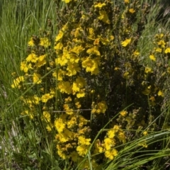 Hibbertia calycina (Lesser Guinea-flower) at Dunlop, ACT - 15 Oct 2016 by AlisonMilton